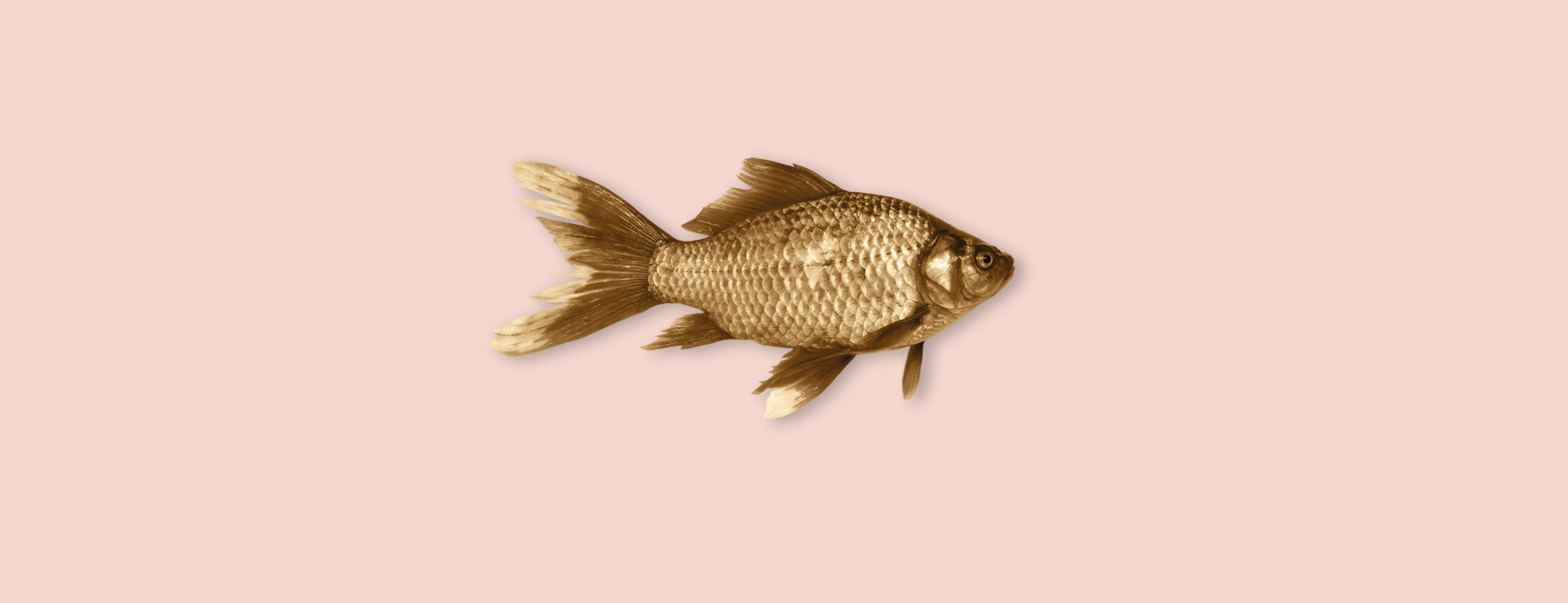 golden fish on rose background